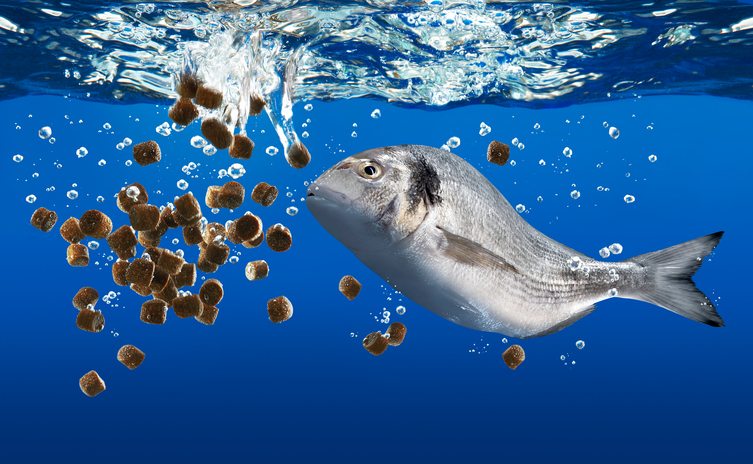 unibait fish feed